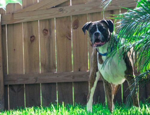 Top 7 Large Dog Fences in Seattle: Expert Recommendations