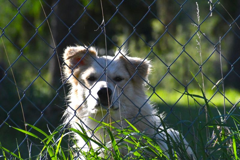 Dog looking through a Chain link fence