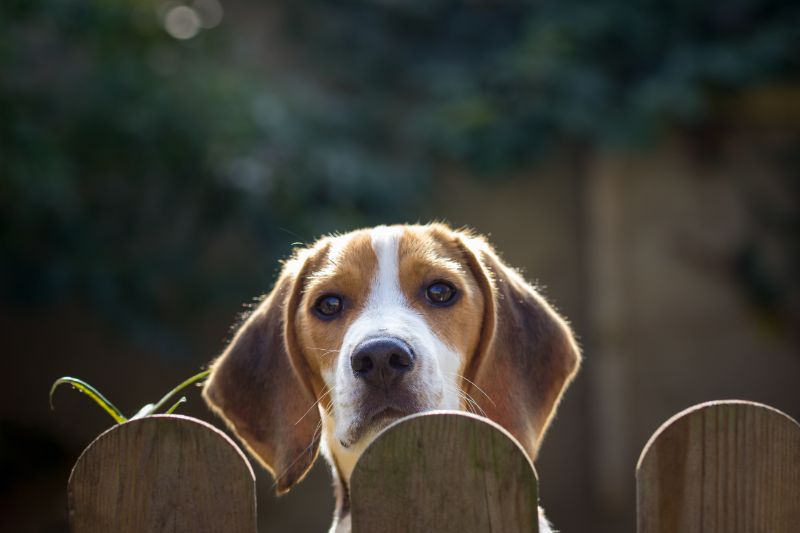 Dog looking over a fence
