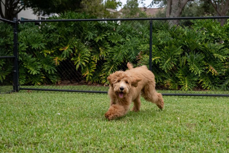 Goldendoodle playing in yard