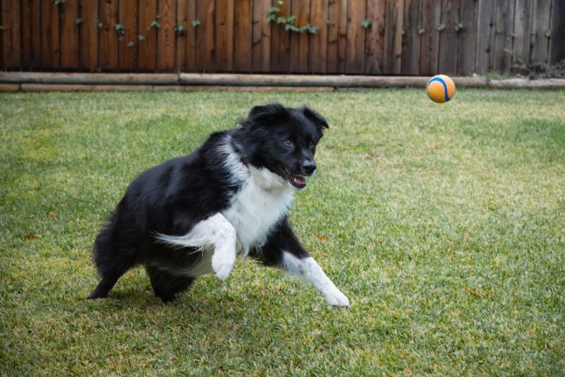 Dog running for a ball